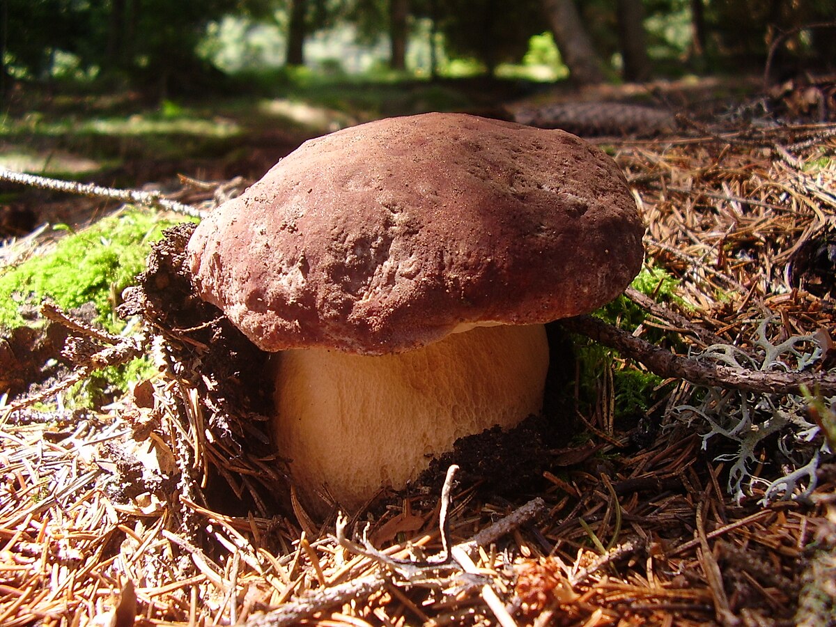 Boletus pinicola (Porcino del pino, Porcino pinicola)