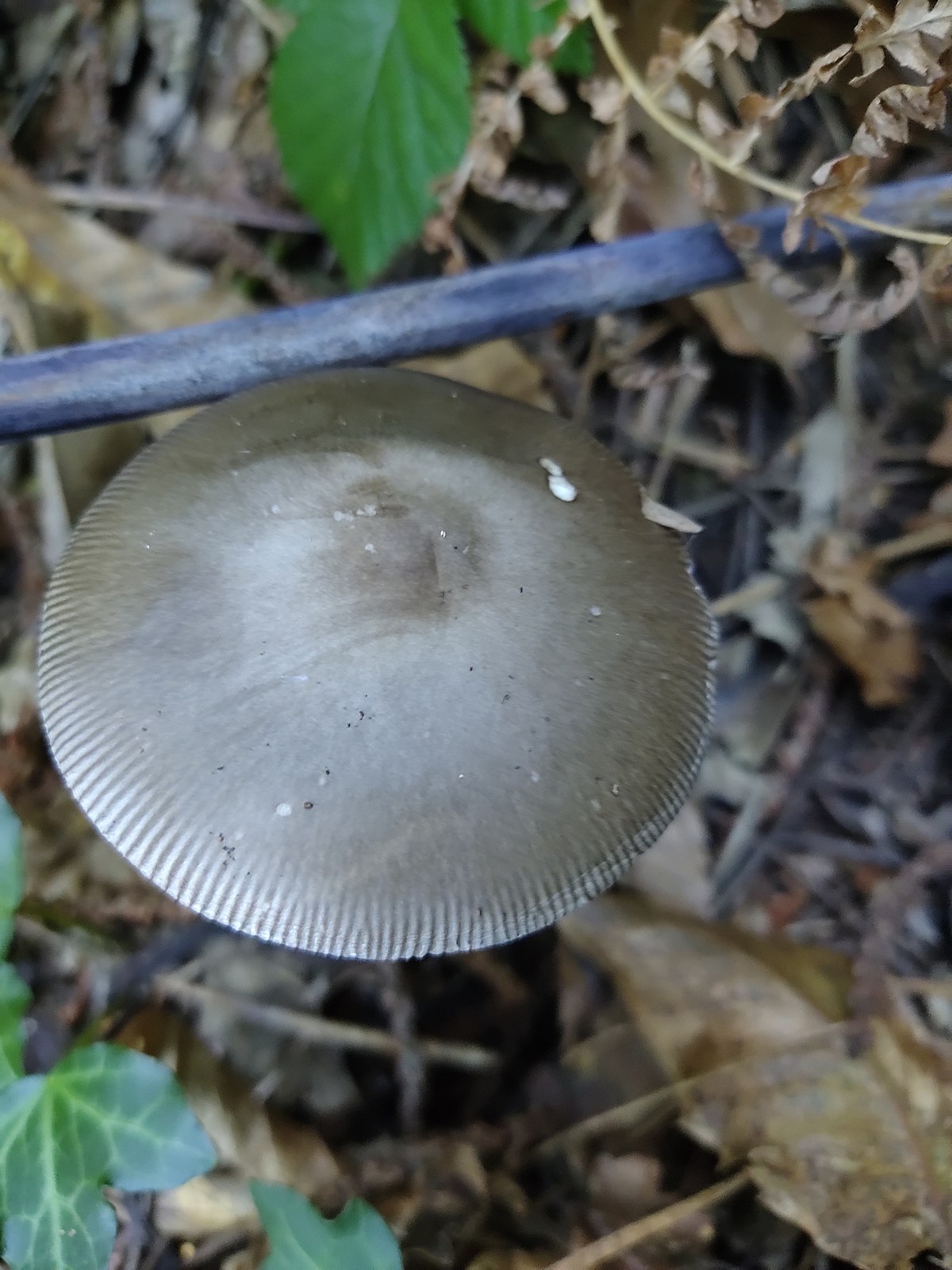 Amanita vaginata (Amanita ovata, Amanita senza anello, Amanita grigia)