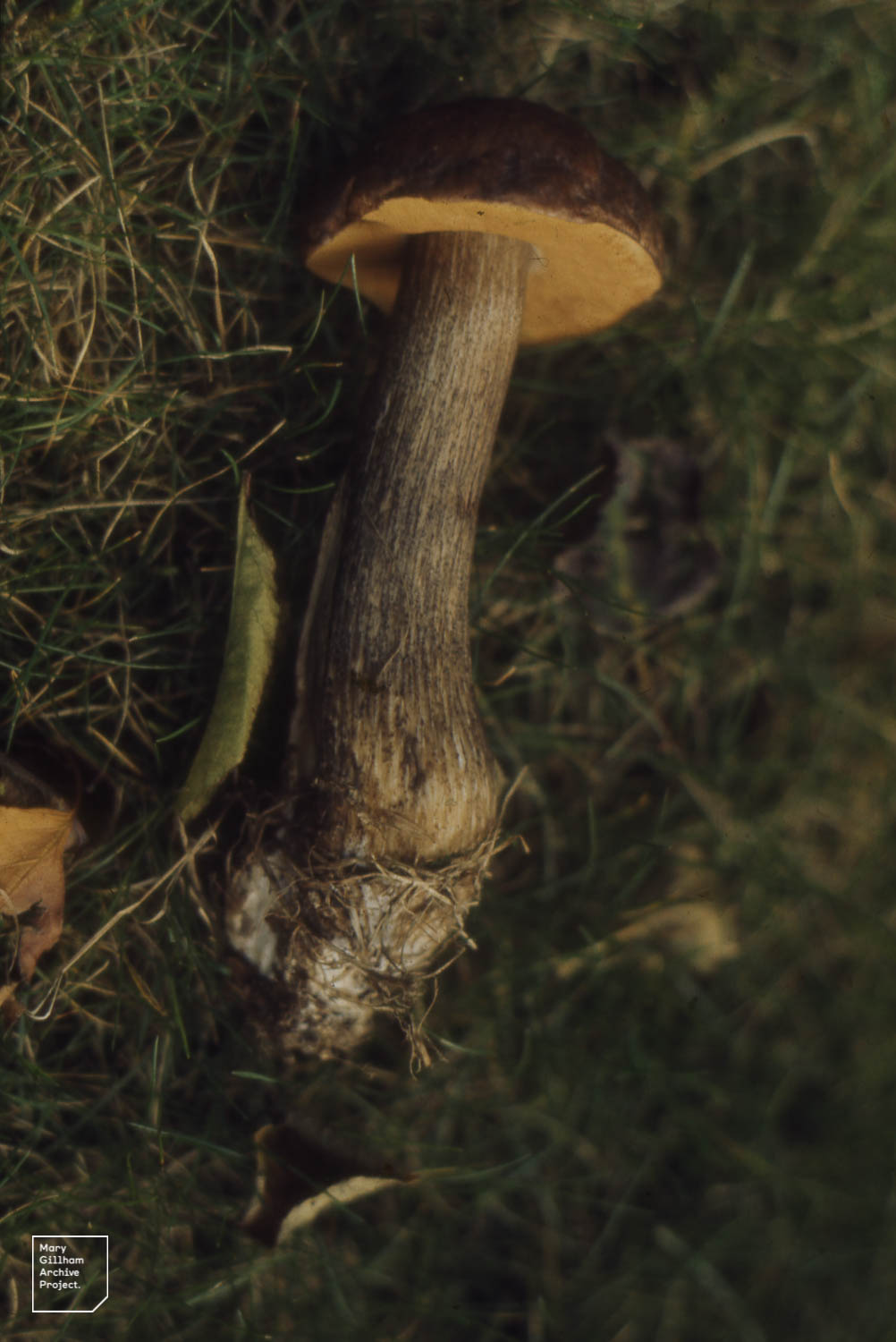 Leccinum scabrum