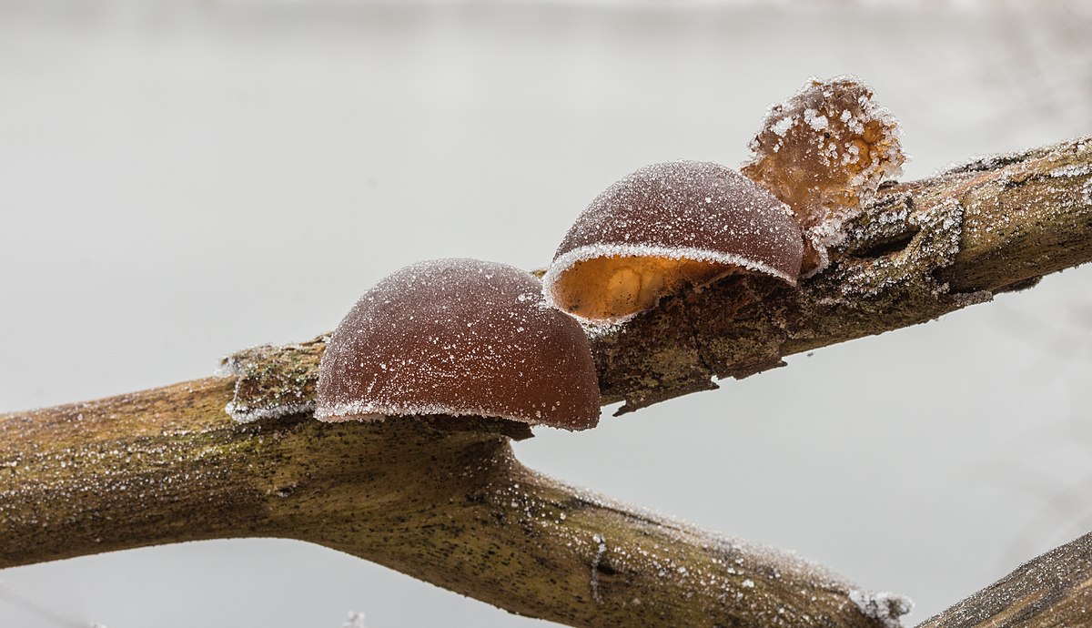 Auricularia auricula-judae (Orecchio di Giuda, Fungo dell’orecchio, Orecchio del legno)