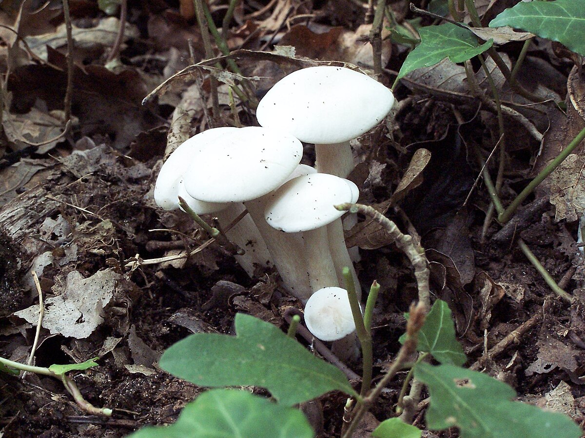 Clitocybe caespitosa (Fungo fascicolato)