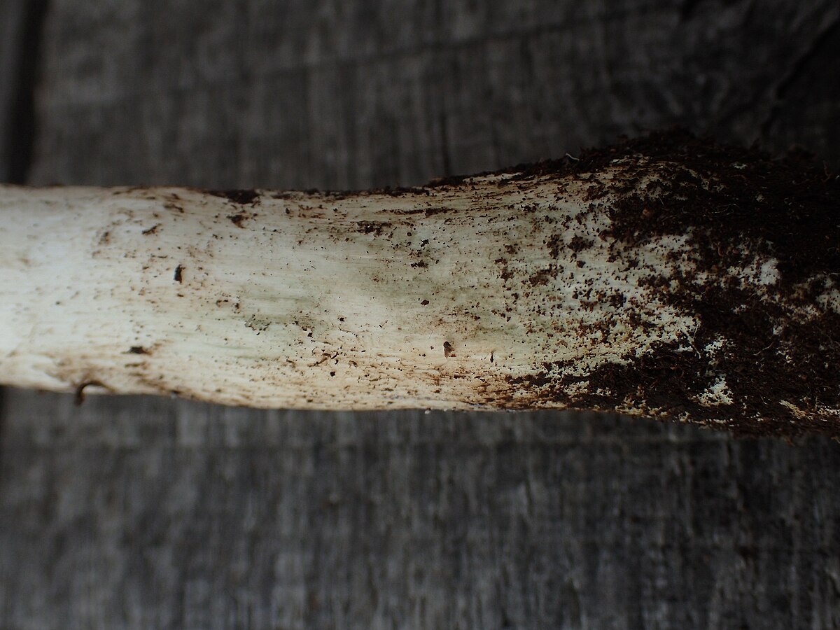 Tricholoma columbetta