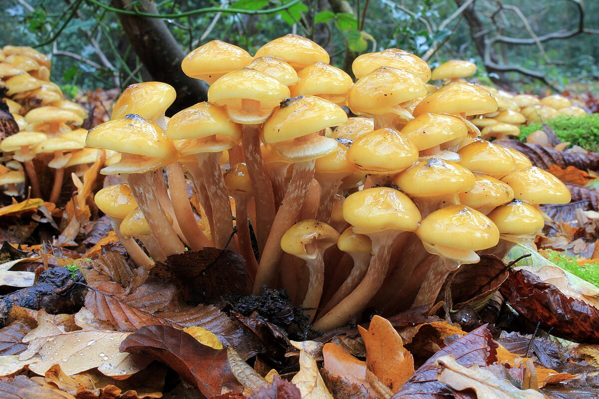 Armillaria mellea (Chiodino, Fungo del miele)