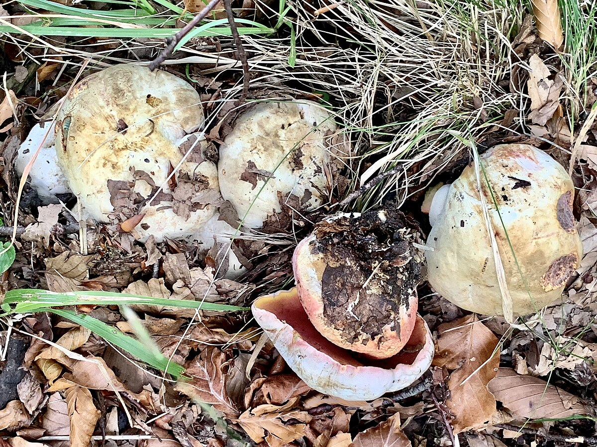 Boletus satanas (Fungo di Satana, Porcino di Satana)