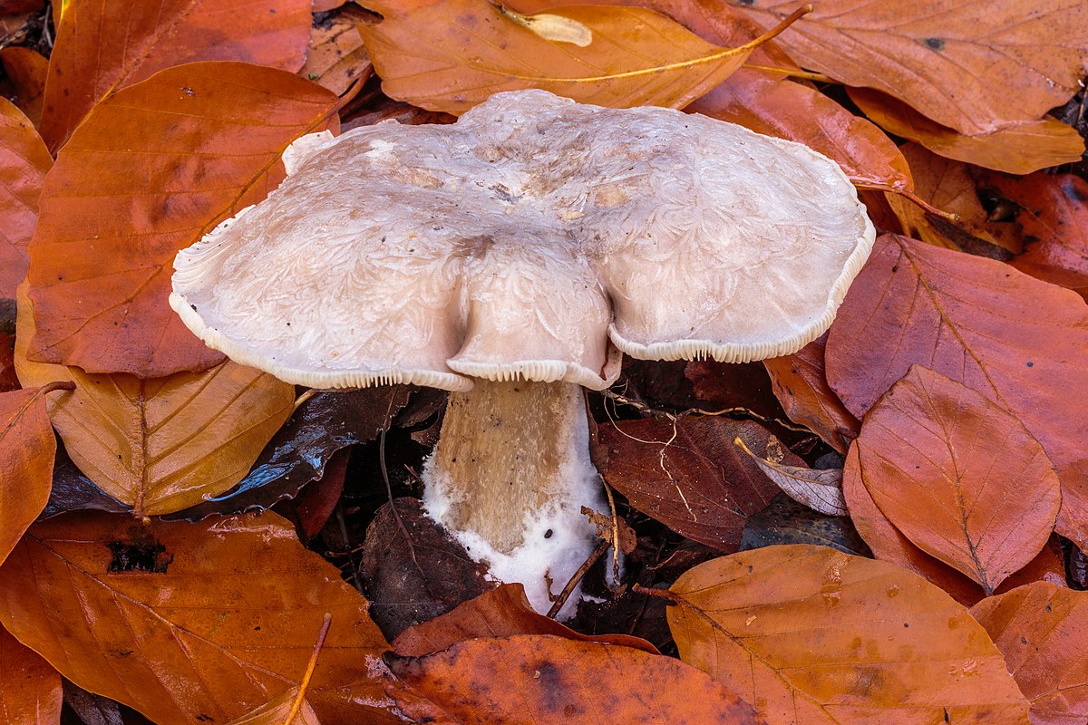 Clitocybe nebularis (Grigio dei Nebbie, Clitocibe delle nebbie, Nebularia)