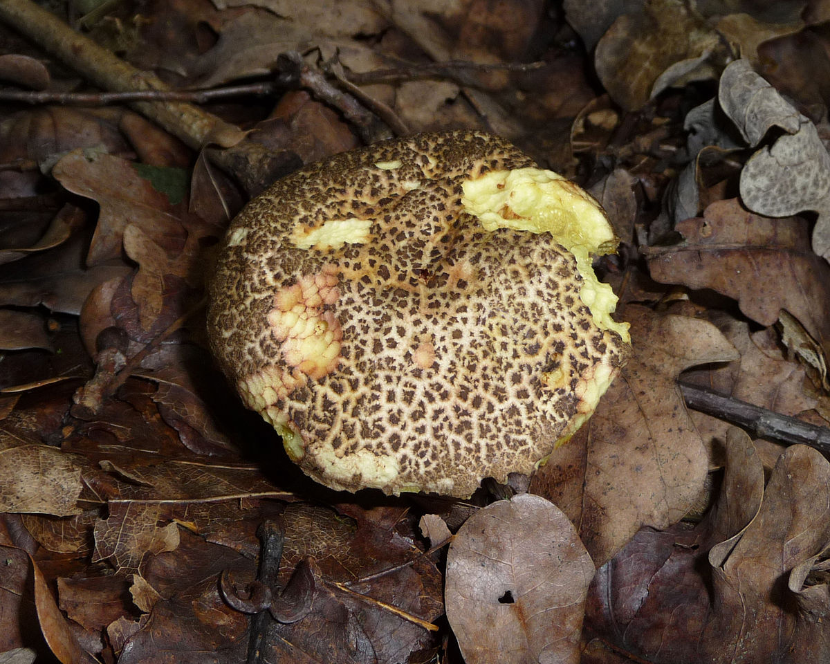 Xerocomus chrysenteron