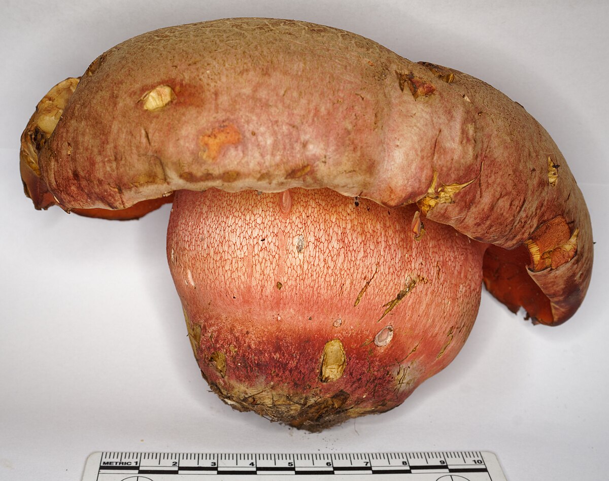 Rubroboletus legaliae