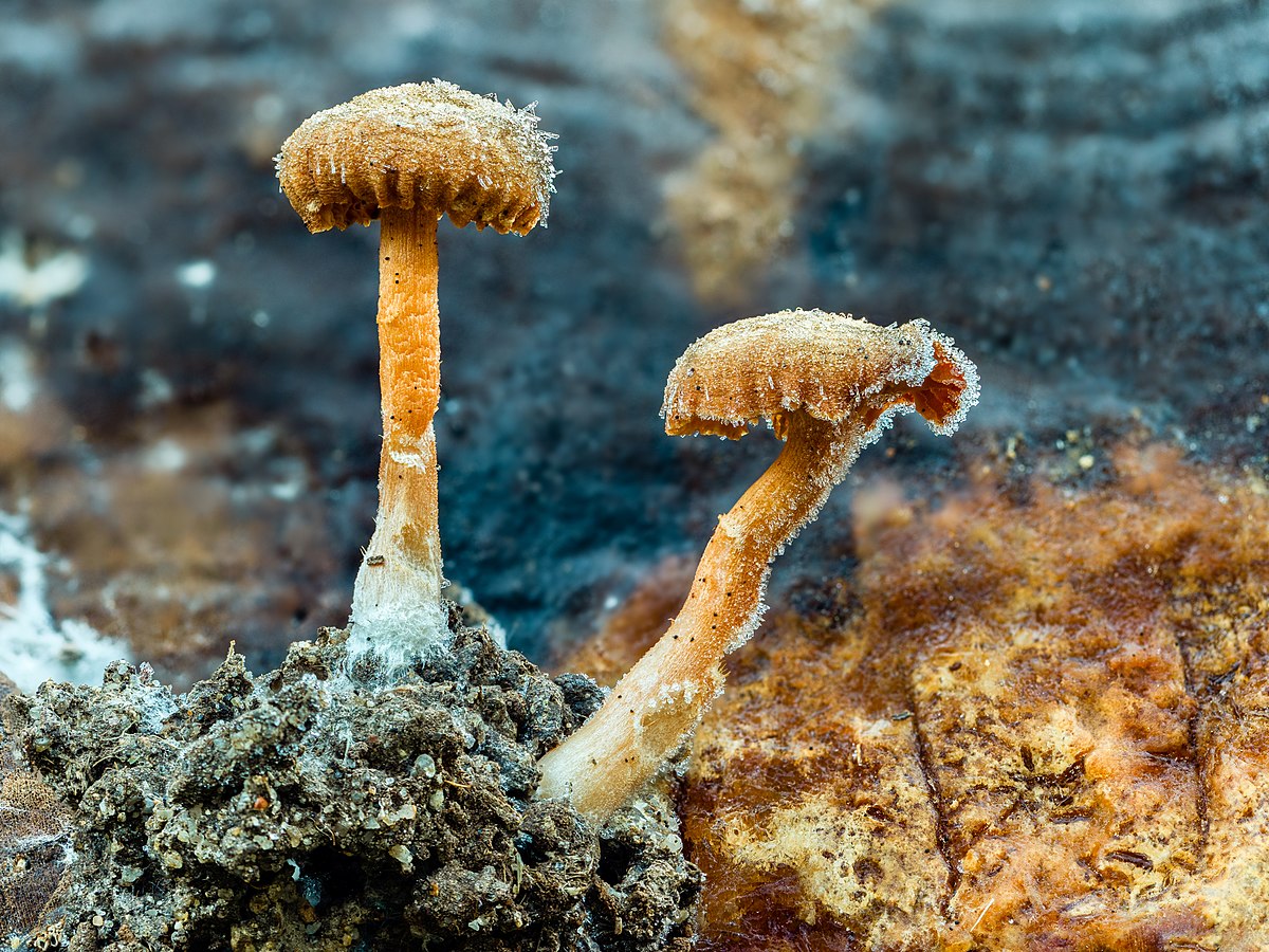 Pholiota mutabilis