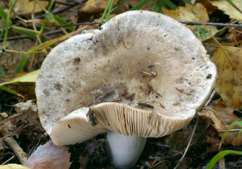 Russula nigricans