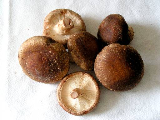 Lentinus edodes