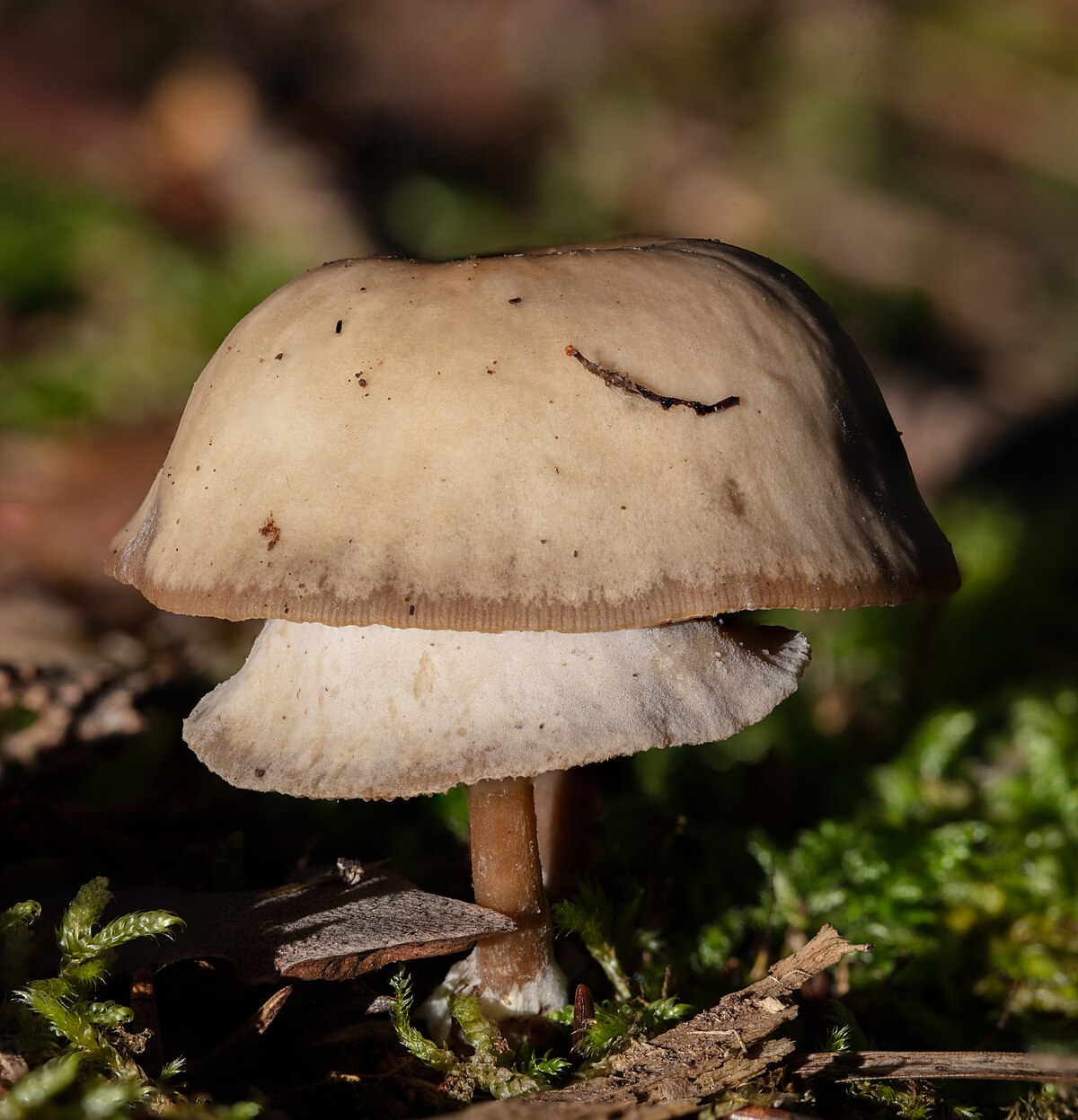 Tricholoma terreum