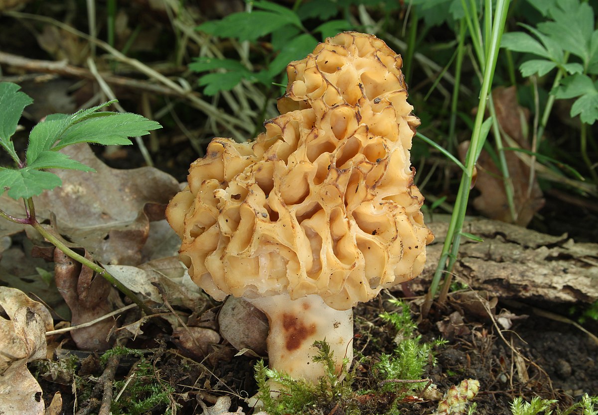Morchella esculenta