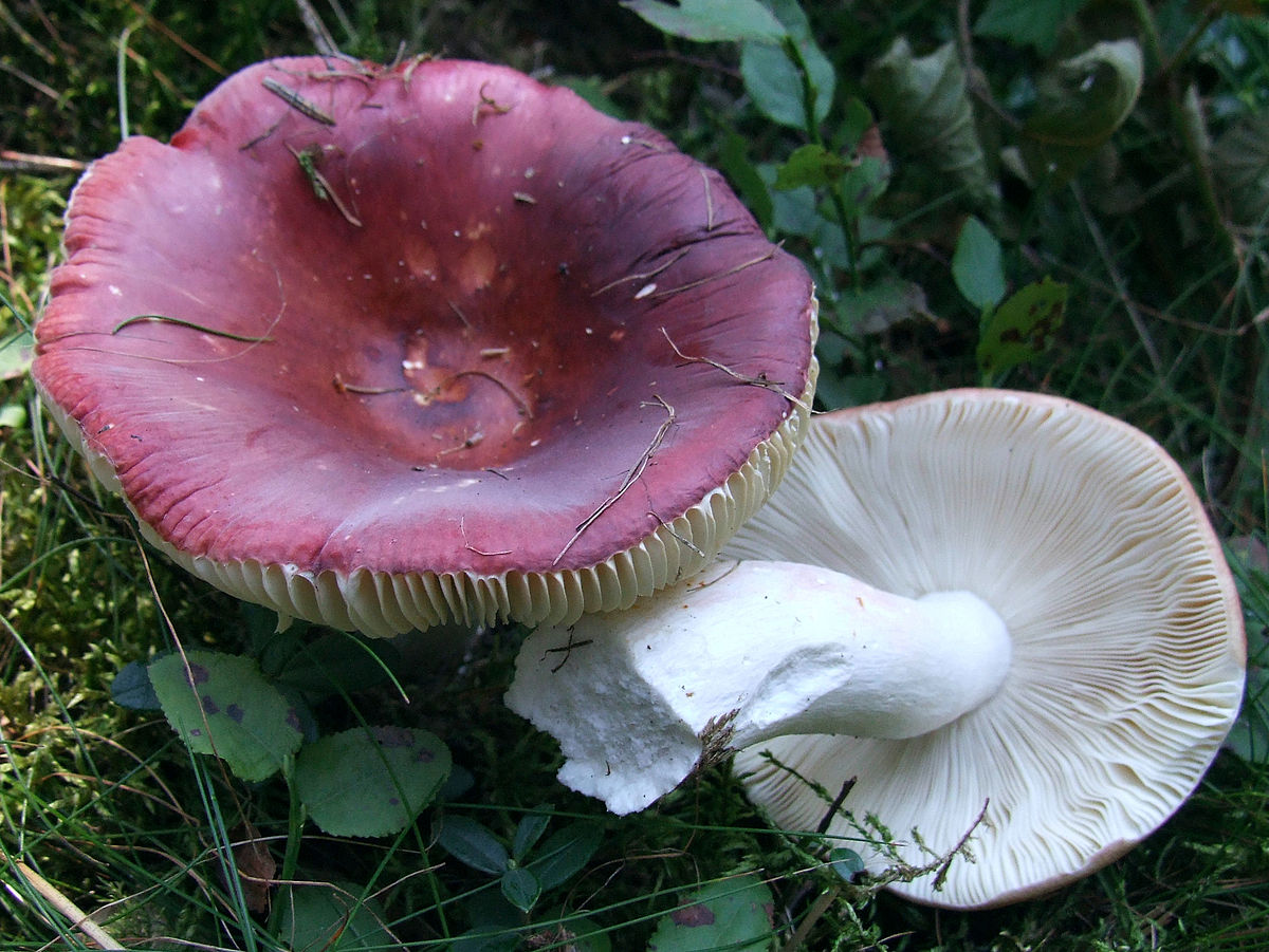 Russula obscura