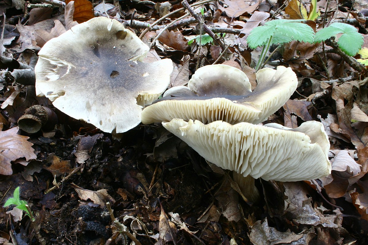 Tricholoma saponaceum