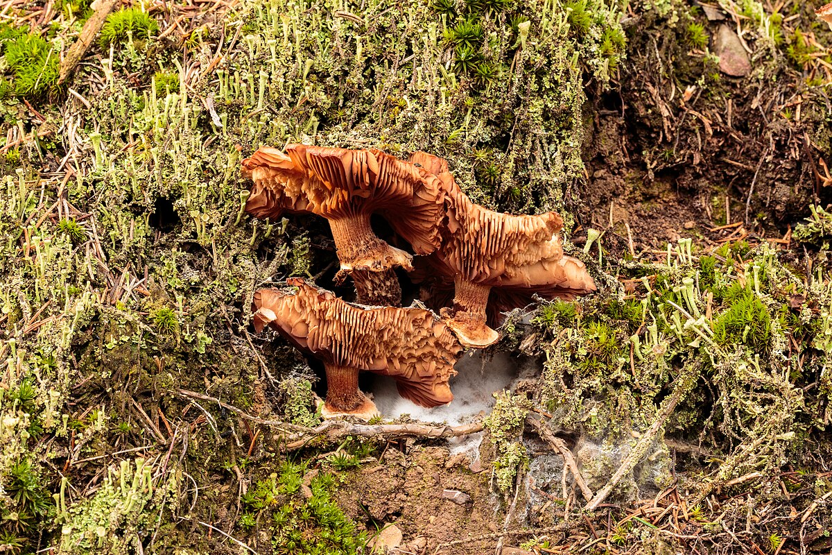 Armillaria ostoyae (Chiodino scuro, Fungo del miele, Chiodino di foresta)