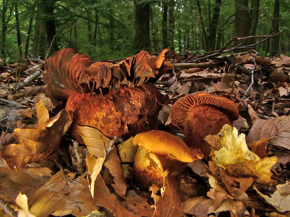 Cortinarius orellanus (Cortinario delle streghe, Cortinario velenoso)