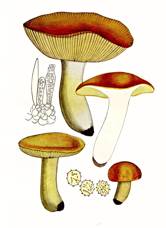 Russula aurata