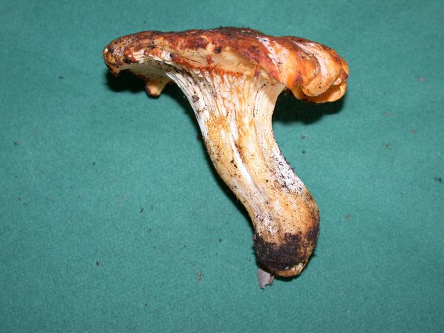 Cantharellus subcibarius (Galletto subcibario, Finferlo subcibario)