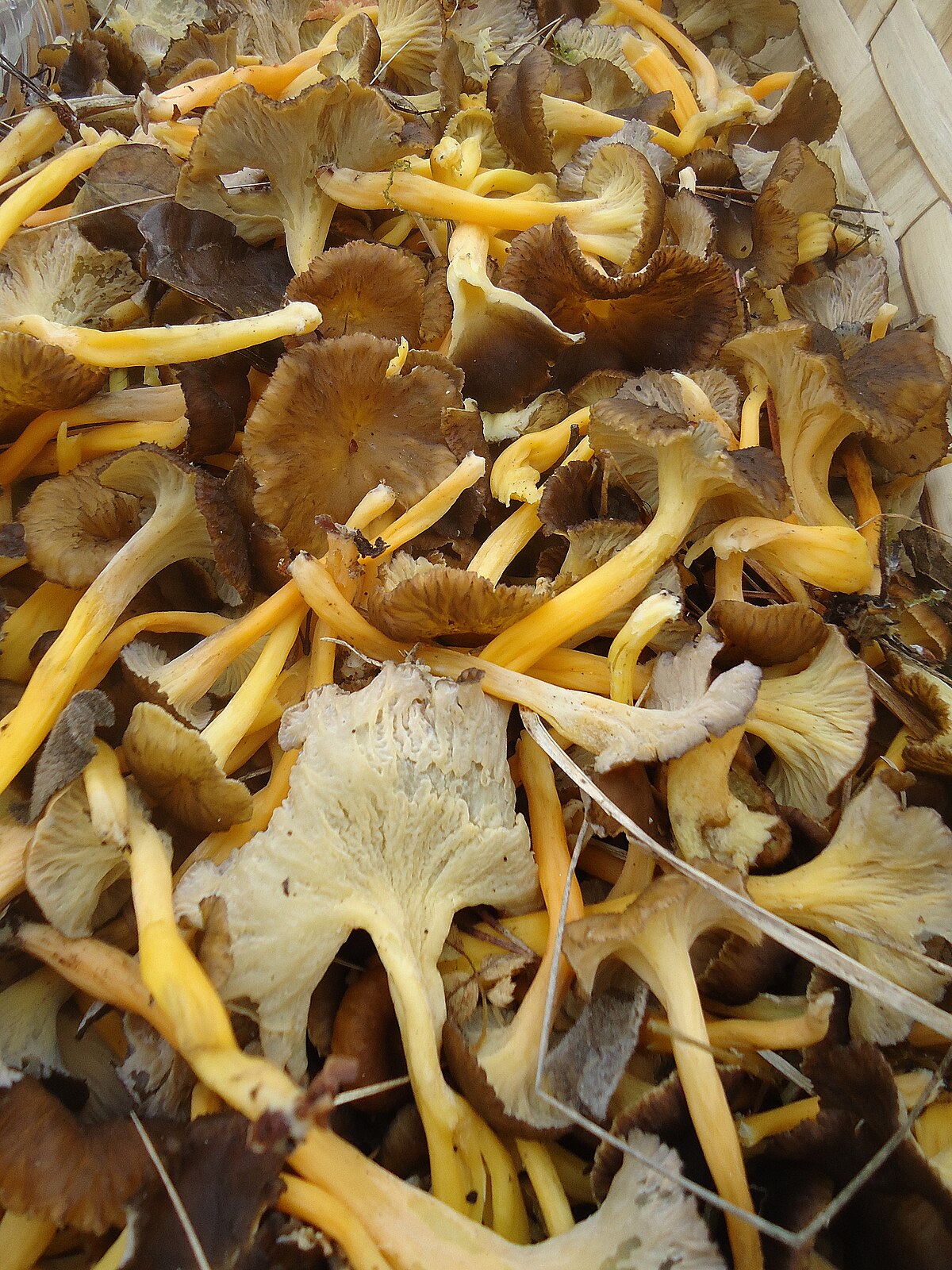 Cantharellus lutescens (Finferla gialla, Galletto giallo)