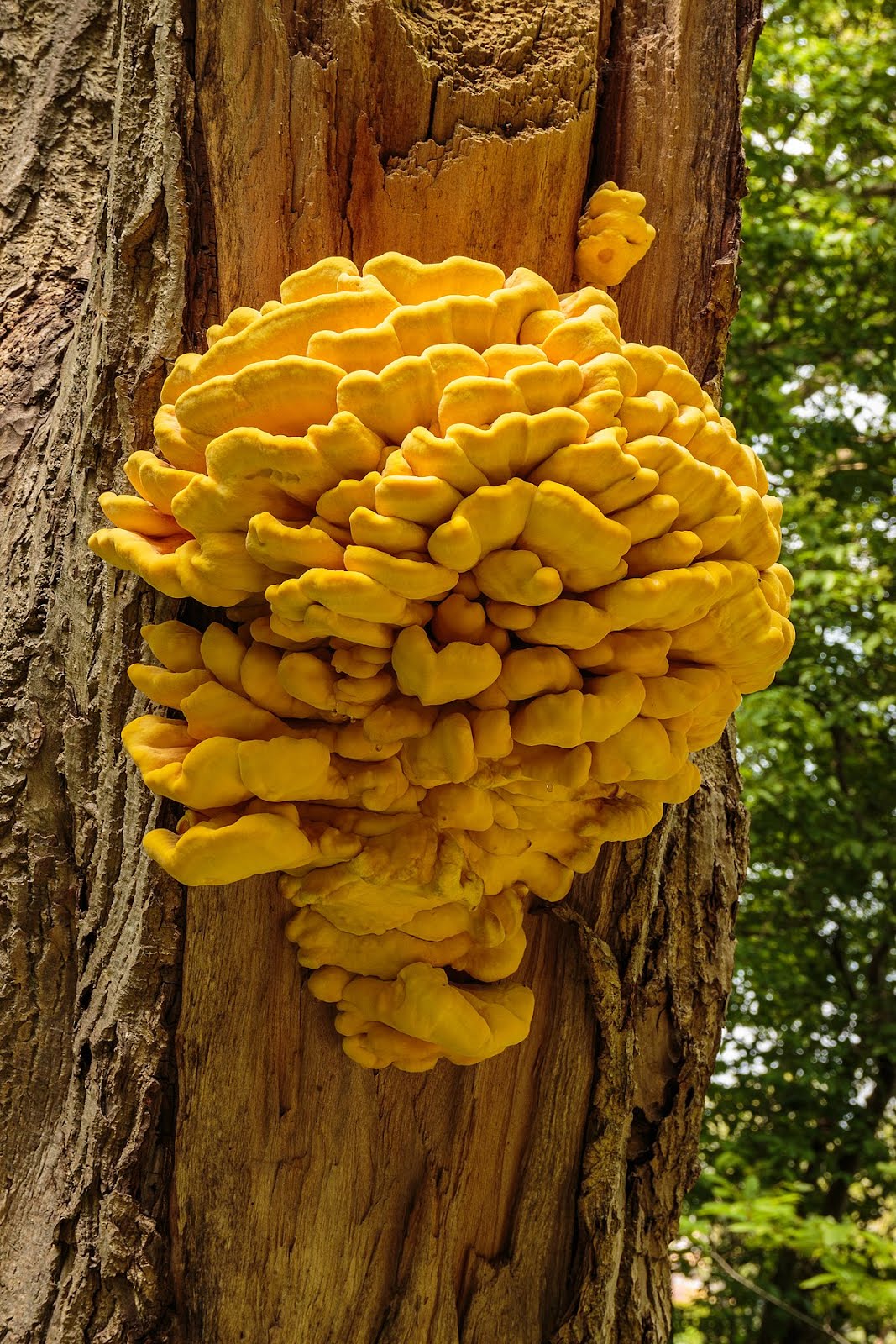 Laetiporus sulphureus