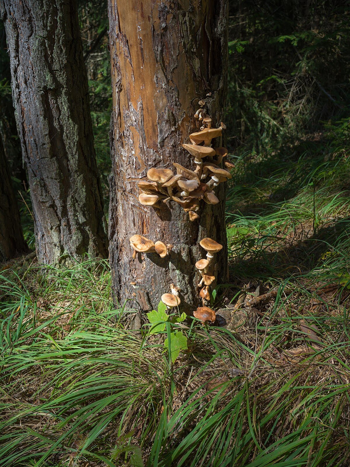 Armillaria ostoyae (Chiodino scuro, Fungo del miele, Chiodino di foresta)
