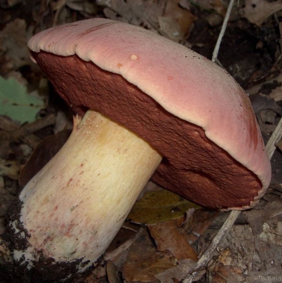 Rubroboletus lupinus