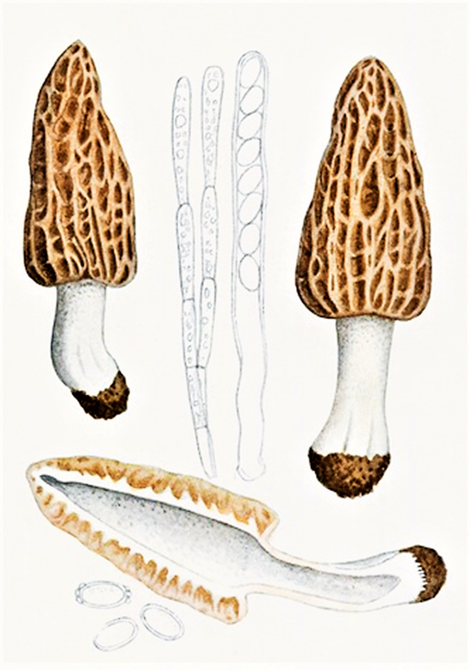 Morchella deliciosa