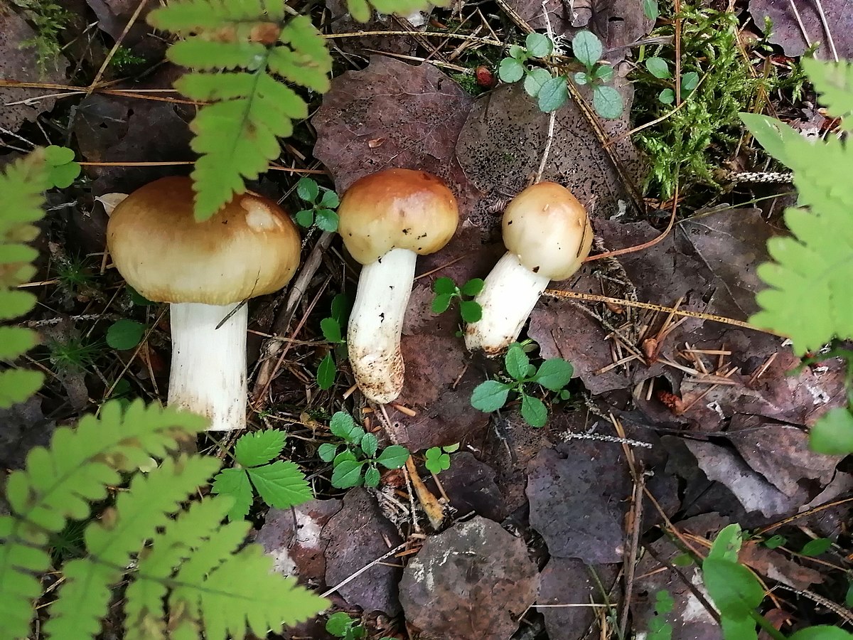Russula foetens