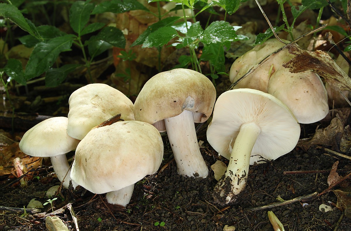 Calocybe gambosa (Prugnolo, Fungo di San Giorgio, Maggiolino, Fungo di maggio)