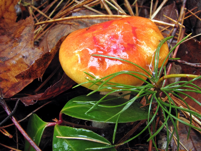 Hygrophorus speciosus