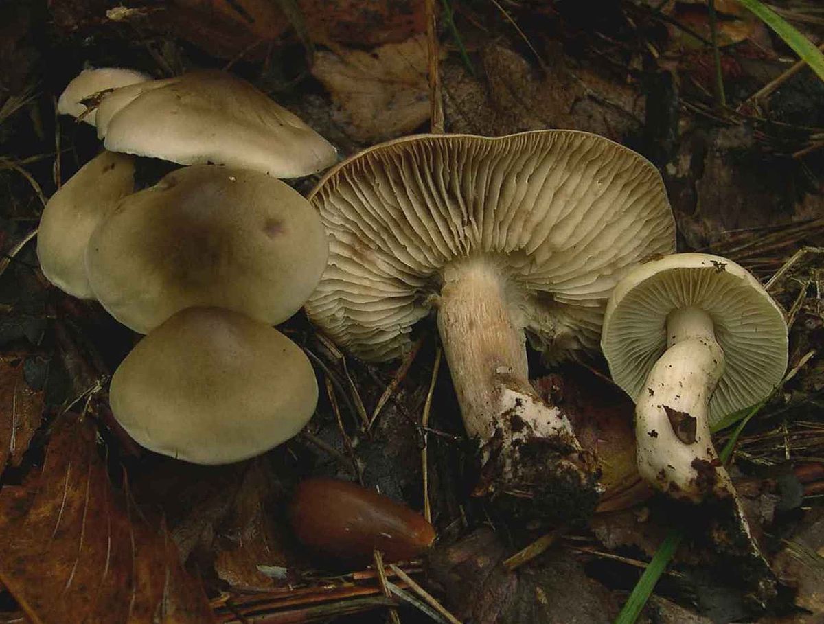 Tricholoma saponaceum
