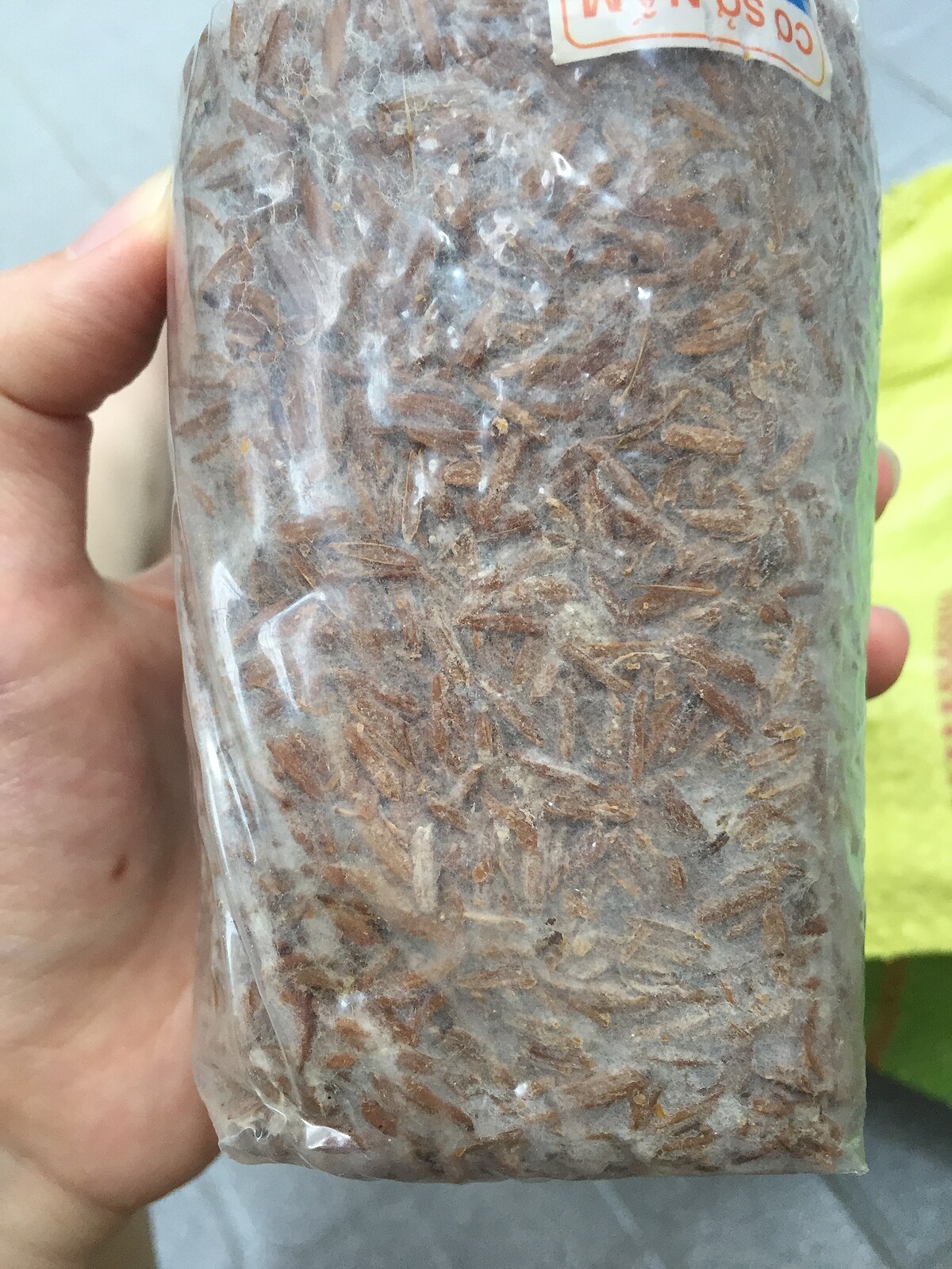 Volvariella volvacea