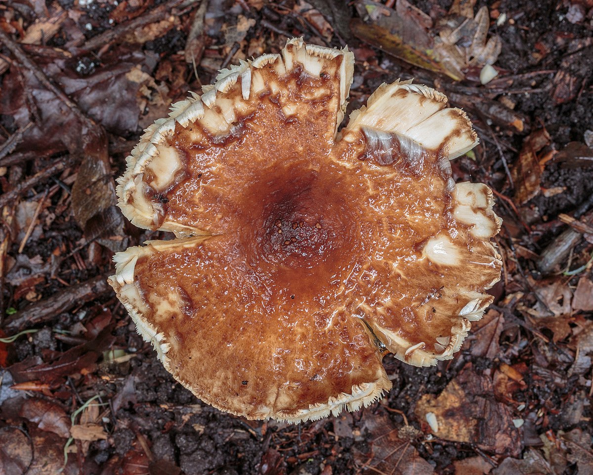 Lepiota castanea