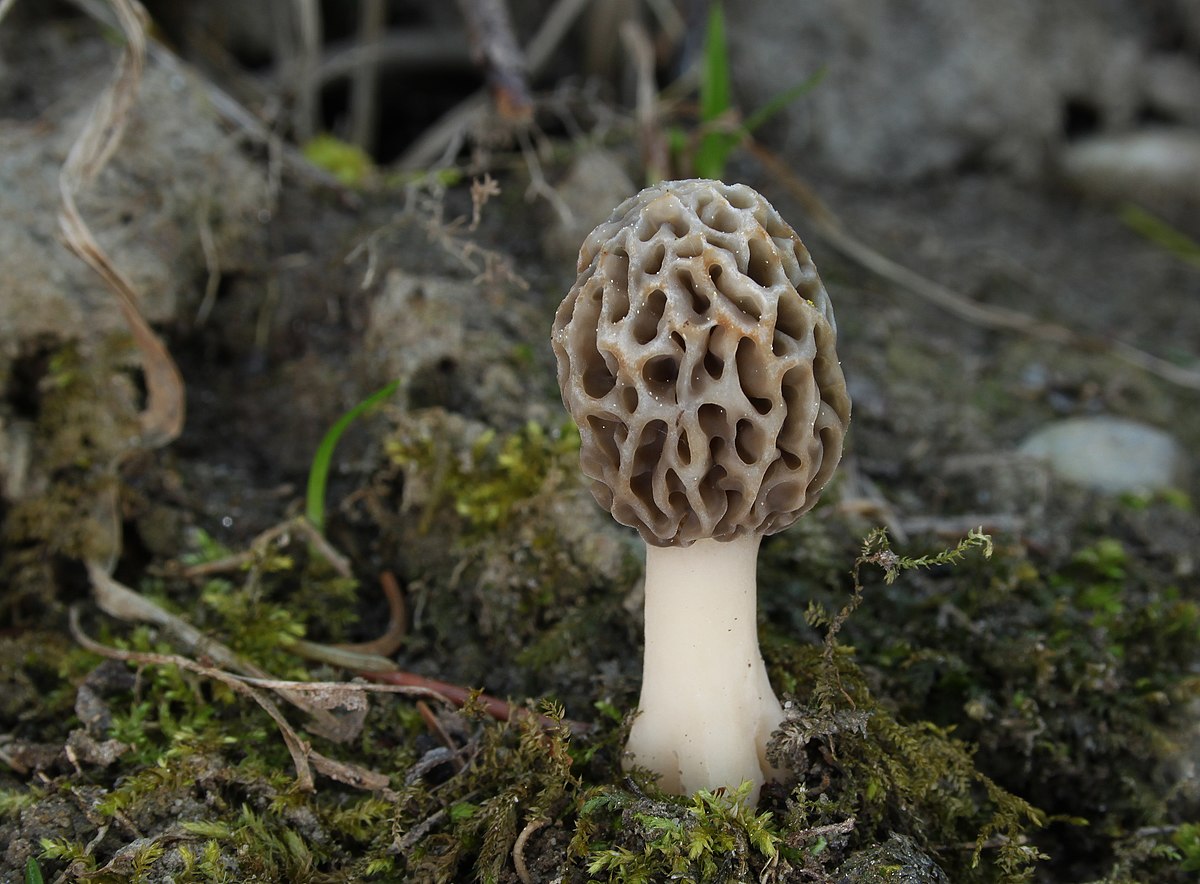 Morchella esculenta