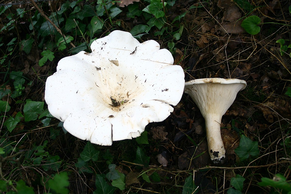 Clitocybe gigantea