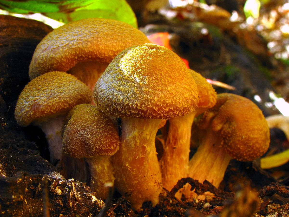 Armillaria gallica (Chiodino gigante, Fungo del miele)