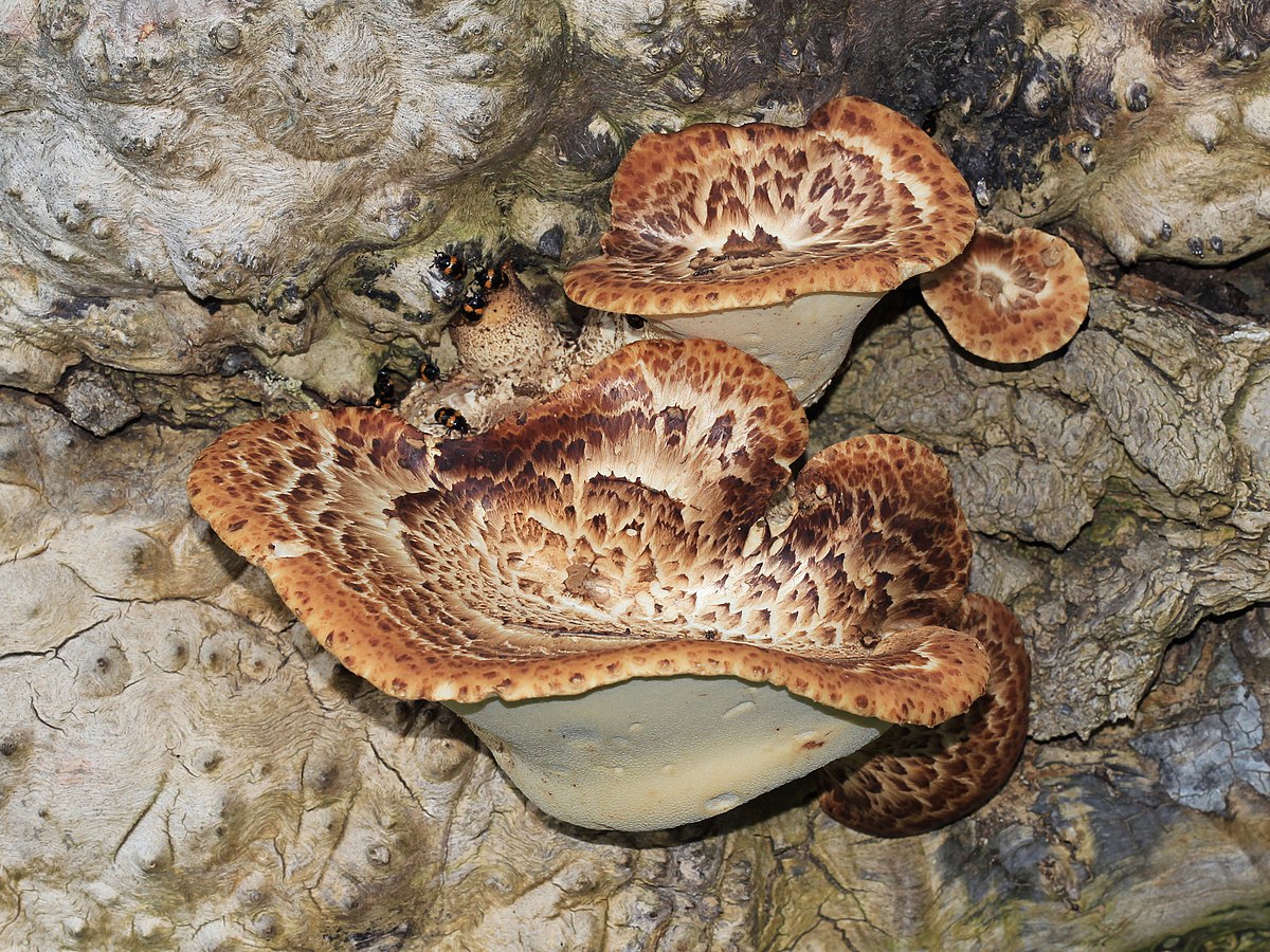 Polyporus squamosus