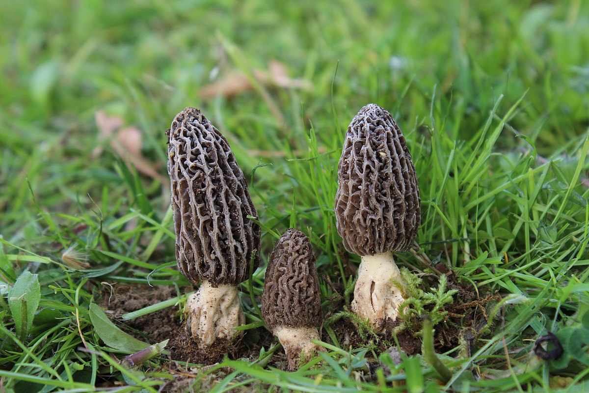 Morchella tridentina