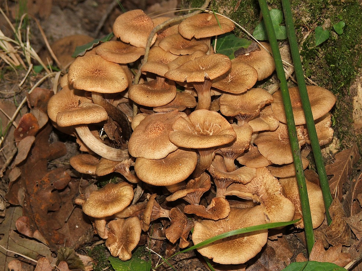 Armillaria tabescens (Chiodino senza anello)