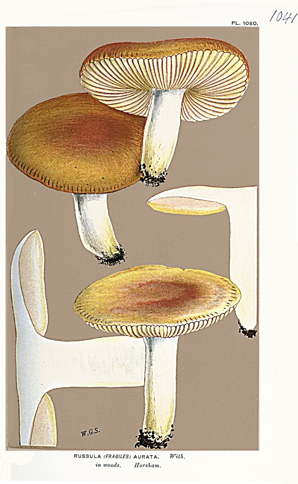 Russula aurata