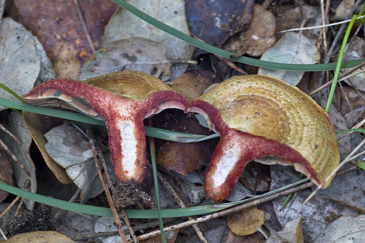 Lactarius vinosus