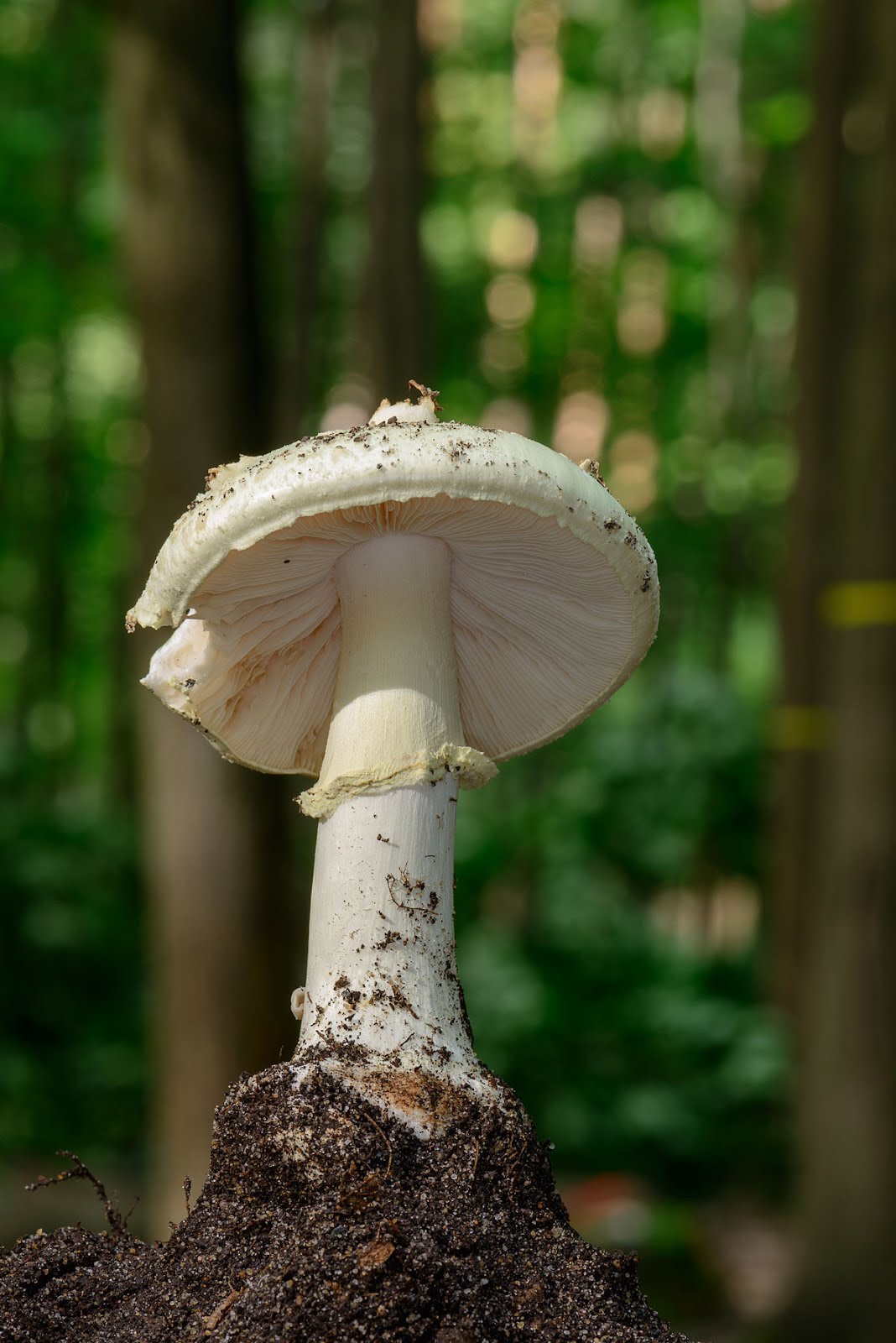 Amanita citrina (Falsa tignosa)