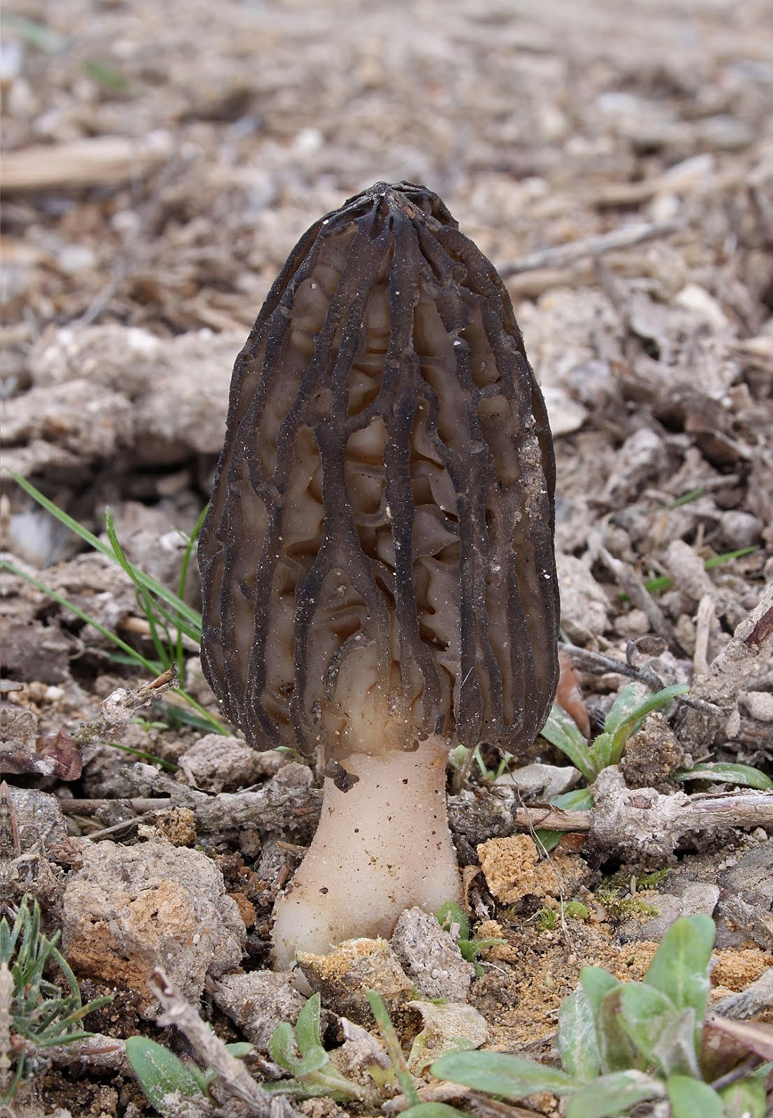 Morchella elata