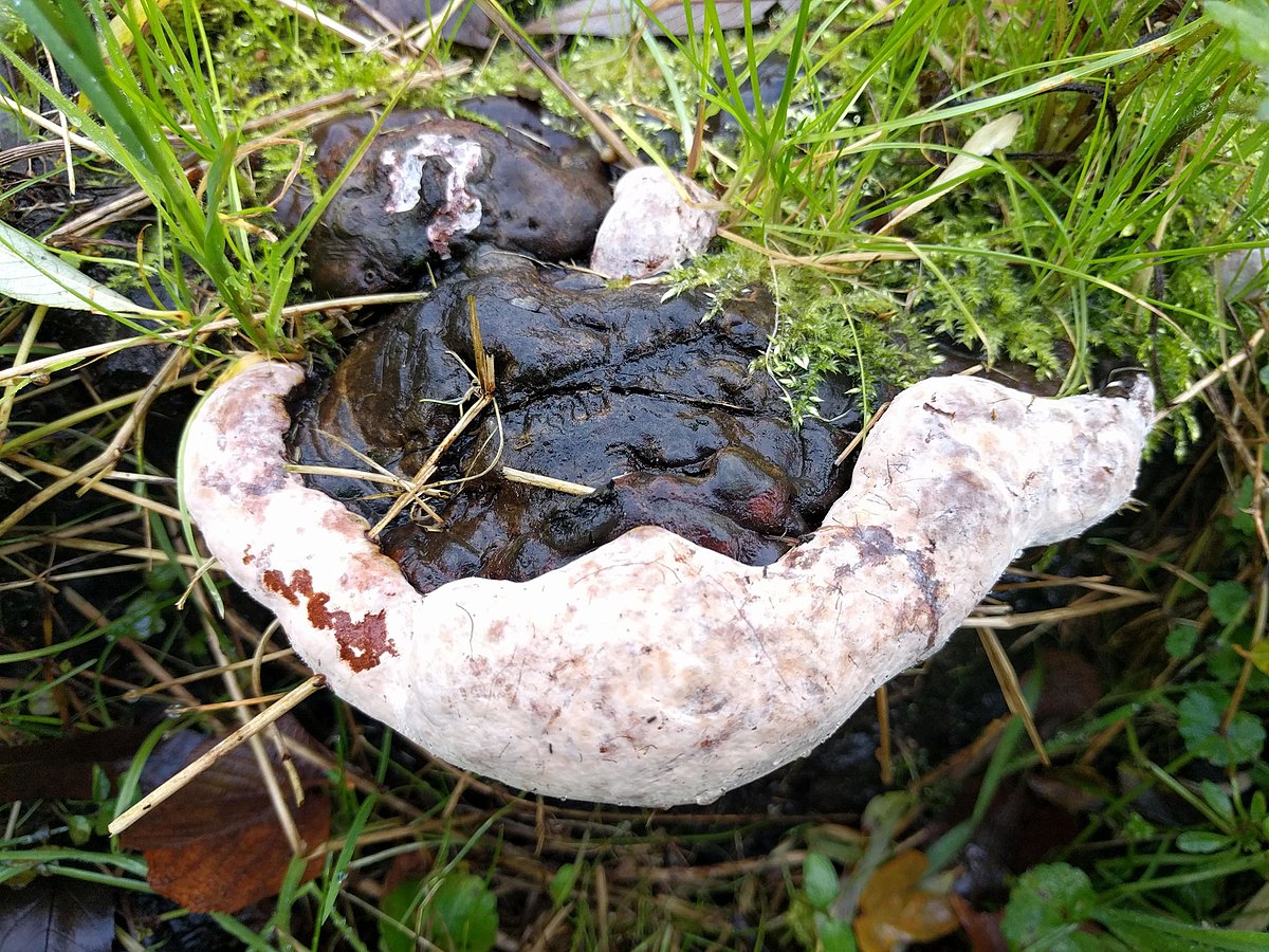 Ganoderma adspersum