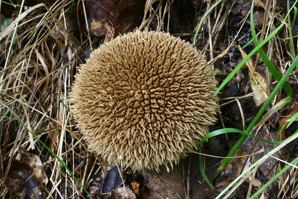 Lycoperdon echinatum