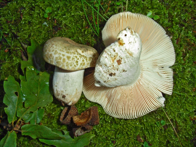 Russula virescens