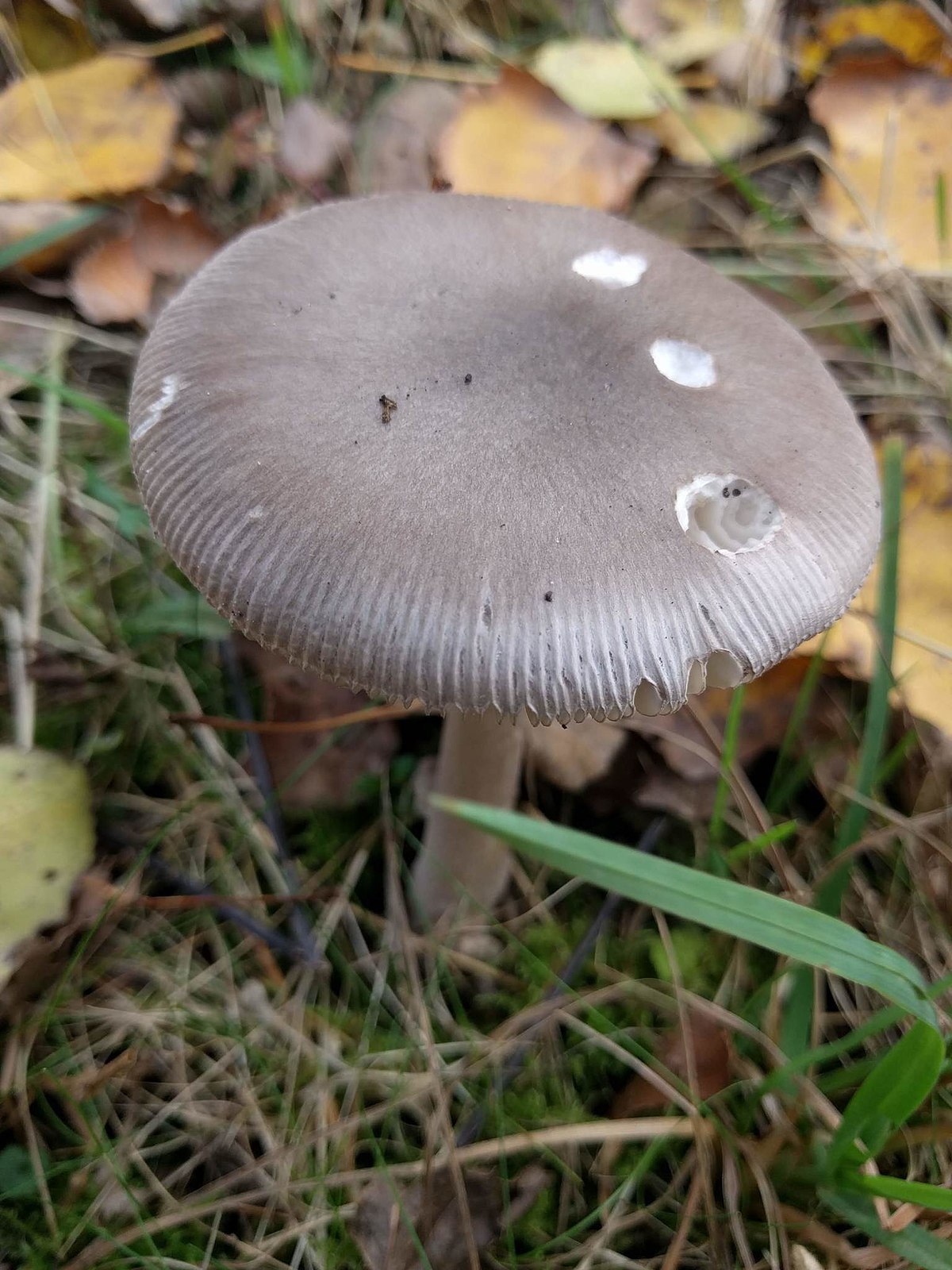 Amanita vaginata (Amanita ovata, Amanita senza anello, Amanita grigia)