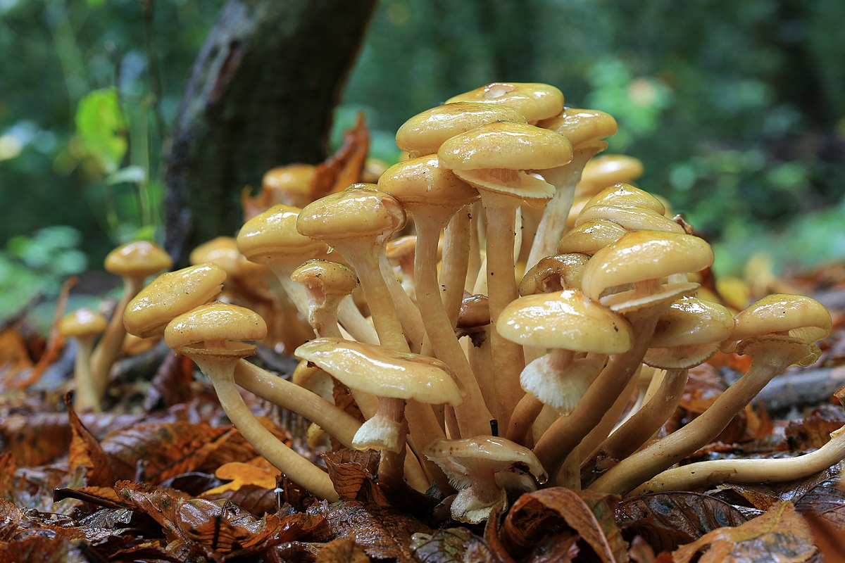 Armillaria mellea (Chiodino, Fungo del miele)