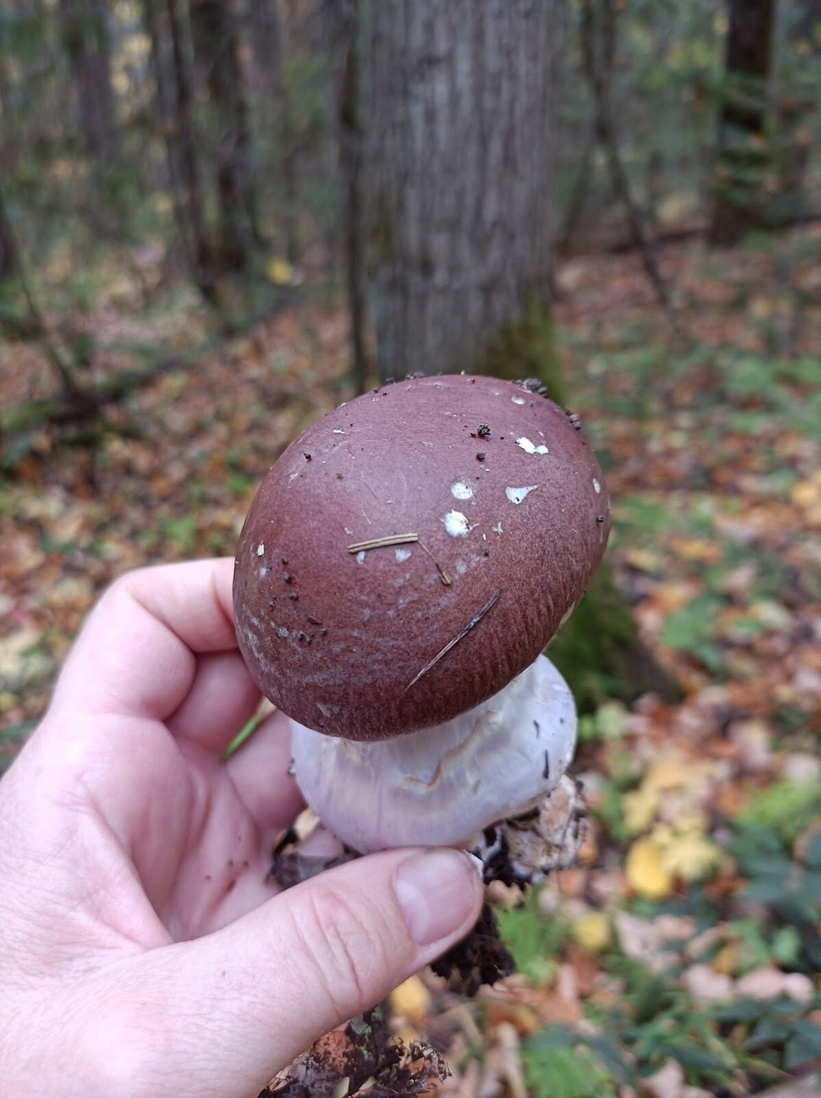 Cortinarius praestans (Cortinario maestoso, Cortinario gigante)