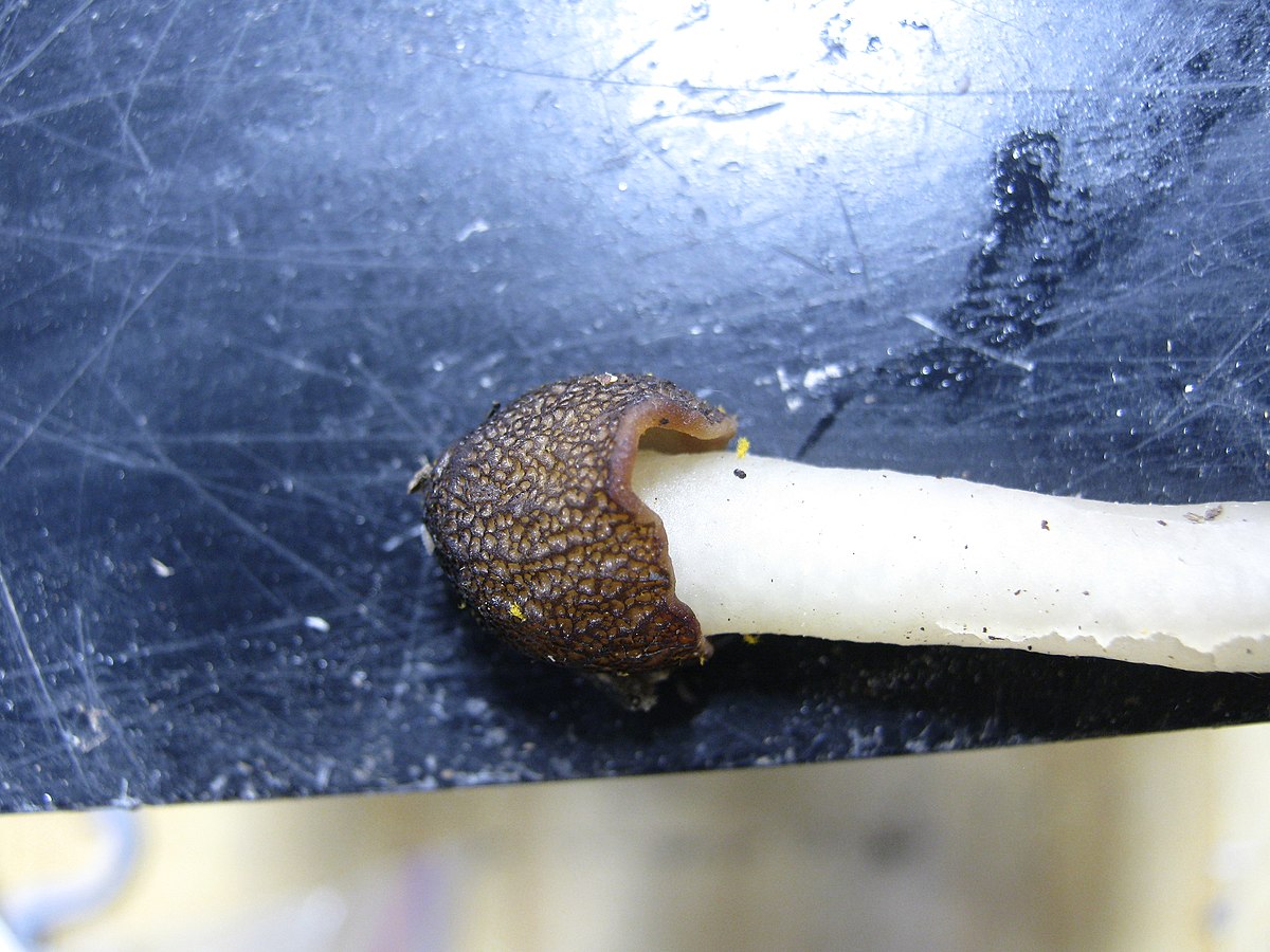 Verpa digitaliformis